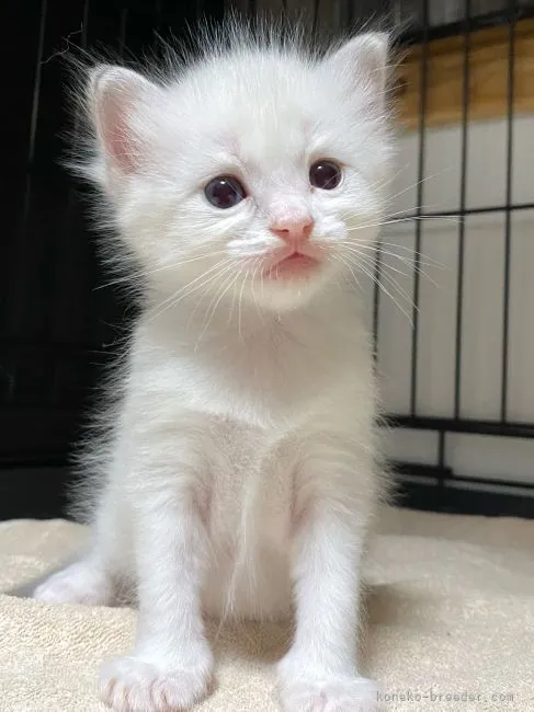 ID：2104-00554の子猫