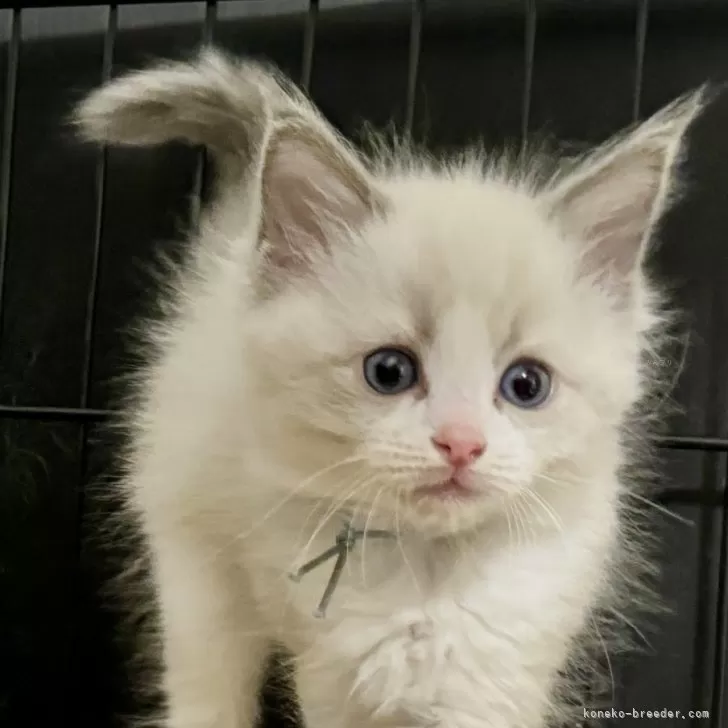 ID：2401-02258の子猫