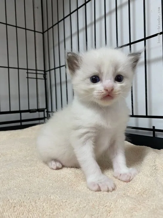 ID：2103-01037の子猫