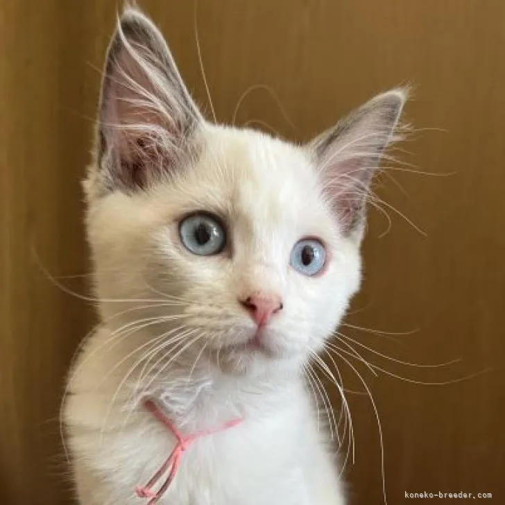 ID：2208-03113の子猫