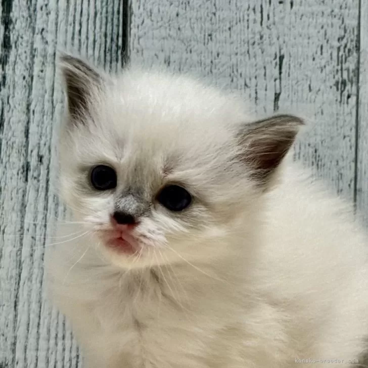 ID:2403-00868の子猫
