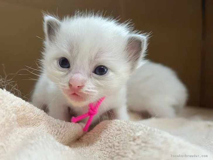 ID：2205-03025の子猫
