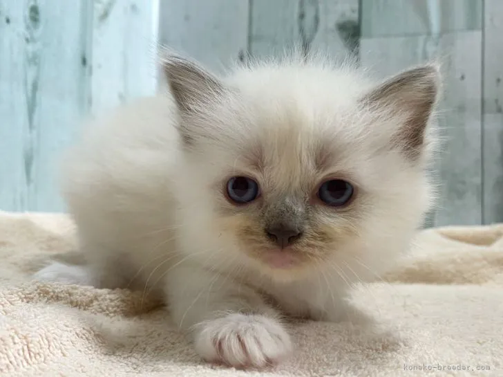 ID:2108-01892の子猫