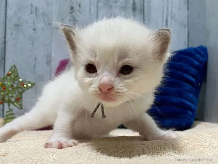 ID：2112-00153の子猫