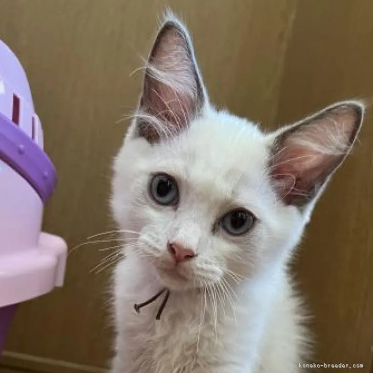 ラグドール【愛知県・男の子・2022年8月2日・ブルーポイントバイカラー】の写真1「綺麗なお顔です♡」