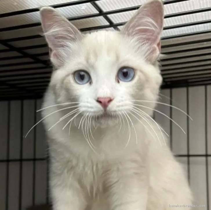 ID：2207-01028の子猫