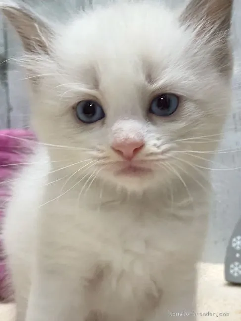 ID:2011-00390の子猫