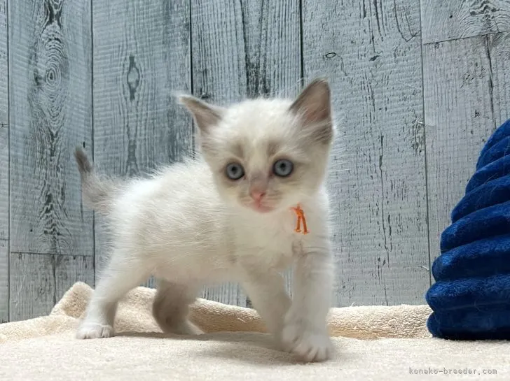 ID：2205-00546の子猫
