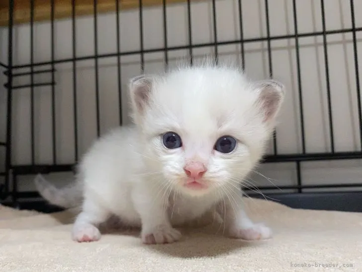 ID：2104-00527の子猫