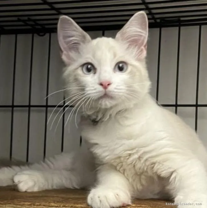 ID：2207-01748の子猫