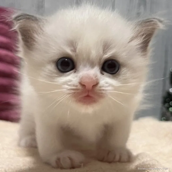 ID:2311-00666の子猫