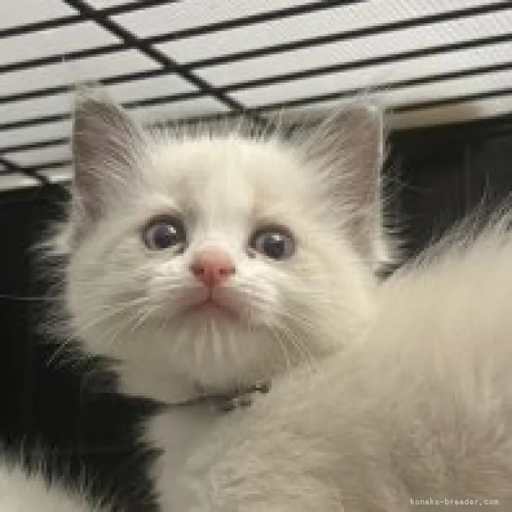 ID:2303-00345の子猫