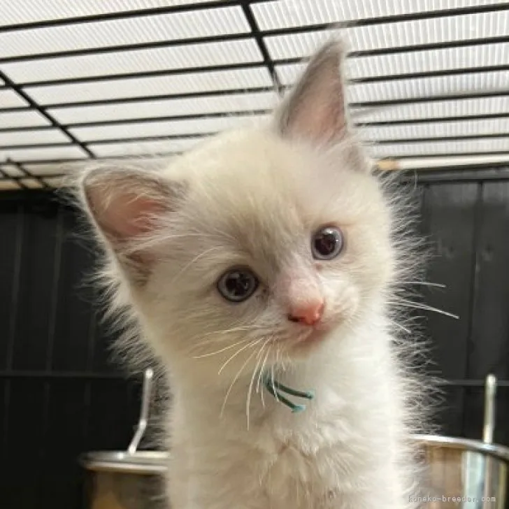 ID：2303-00634の子猫