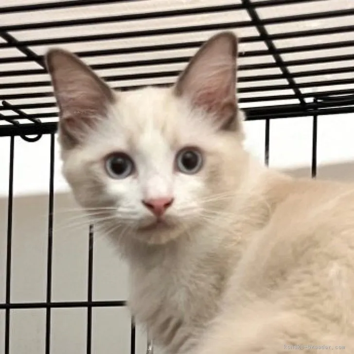 ID:2307-02197の子猫