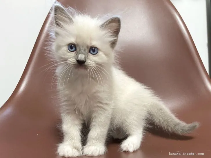 ID:2011-00488の子猫