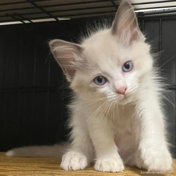 ID：2208-03178の子猫