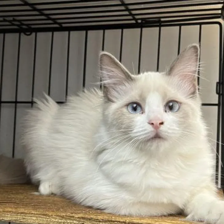 ID：2207-01746の子猫