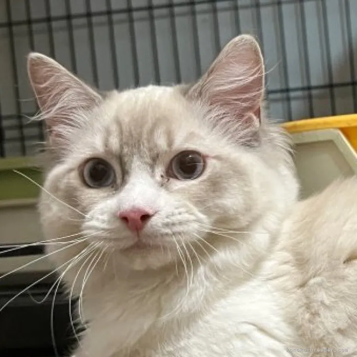 ID：2211-01257の子猫