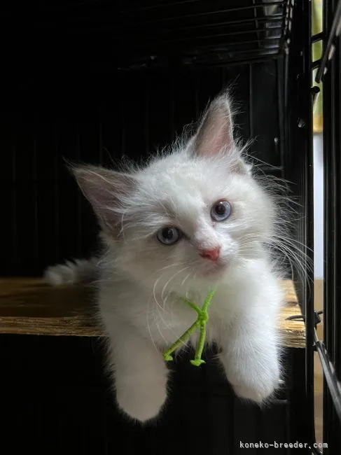 ID：2205-00541の子猫