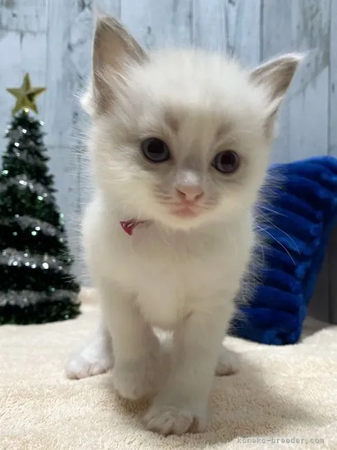 ID：2112-00150の子猫