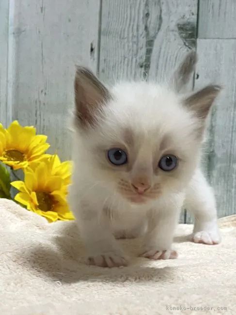 ID:2108-00874の子猫