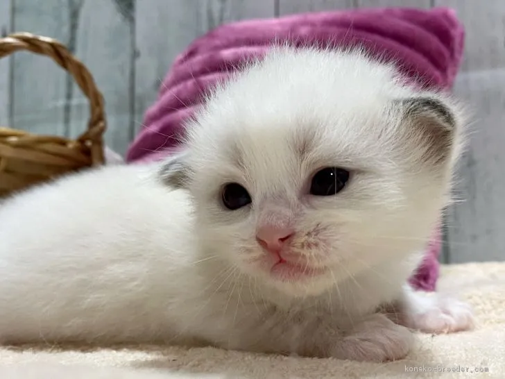 ID：2011-00167の子猫