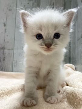 ラグドール【愛知県・男の子・2021年3月24日・シールポイント】の写真「可愛い男の子♩」