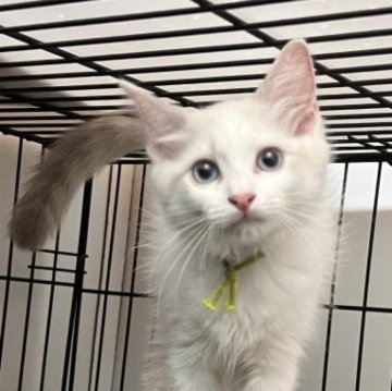 ラグドール【愛知県・女の子・2023年6月19日・ブルーポイントバイカラー】の写真「可愛い女の子♡」