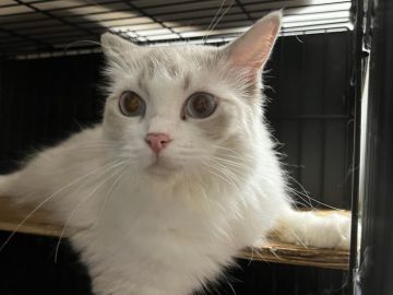 ▲01)【同梱不可】猫のみかた/Linda E Schmeltzer/Gary D Norsworth/インターズー/interzoo/2014年発行/A koneko.breeder 👆猫ちゃん情報発信中💡 【みん猫で