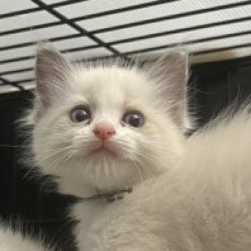 ラグドール【愛知県・男の子・2023年2月1日・ブルーポイントバイカラー】の写真「身体の大きなかっこいい男の子♡」