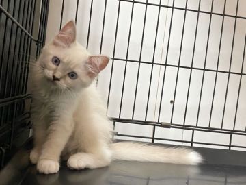 ラグドール【愛知県・女の子・2021年3月24日・シールポイント】の写真「可愛い女の子♩」