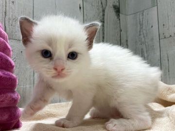 ラグドール【愛知県・男の子・2021年3月28日・ブルーポイントバイカラー】の写真「綺麗な男の子♩」