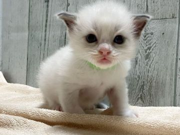 ラグドール【愛知県・男の子・2021年3月28日・ブルーポイントバイカラー】の写真「綺麗な男の子♩」