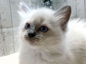 ラグドール【愛知県・女の子・2020年10月18日・シールポイント】の写真「ふわふわ可愛いシールポイントの女の子♡」