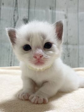 ラグドール【愛知県・男の子・2021年3月28日・ブルーポイントバイカラー】の写真「綺麗な男の子♩」