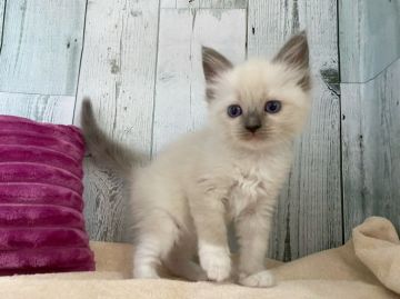 ラグドール【愛知県・女の子・2021年3月24日・シールポイント】の写真「可愛い女の子♩」