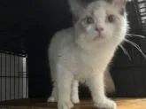 ラグドール【愛知県・男の子・2022年3月23日・ブルーポイントバイカラー】の写真2