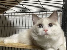 ラグドール【・女の子・2019年5月8日・ブルーポイントバイカラー】