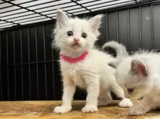 ラグドール【愛知県・女の子・2024年11月23日・ブルーポイントバイカラー】の写真10