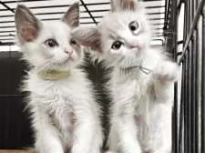 ラグドール【愛知県・女の子・2025年2月12日・ブルーポイントバイカラー】の写真10「右です」