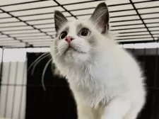 ラグドール【愛知県・女の子・2025年6月22日・ブルーポイントバイカラー】の写真4