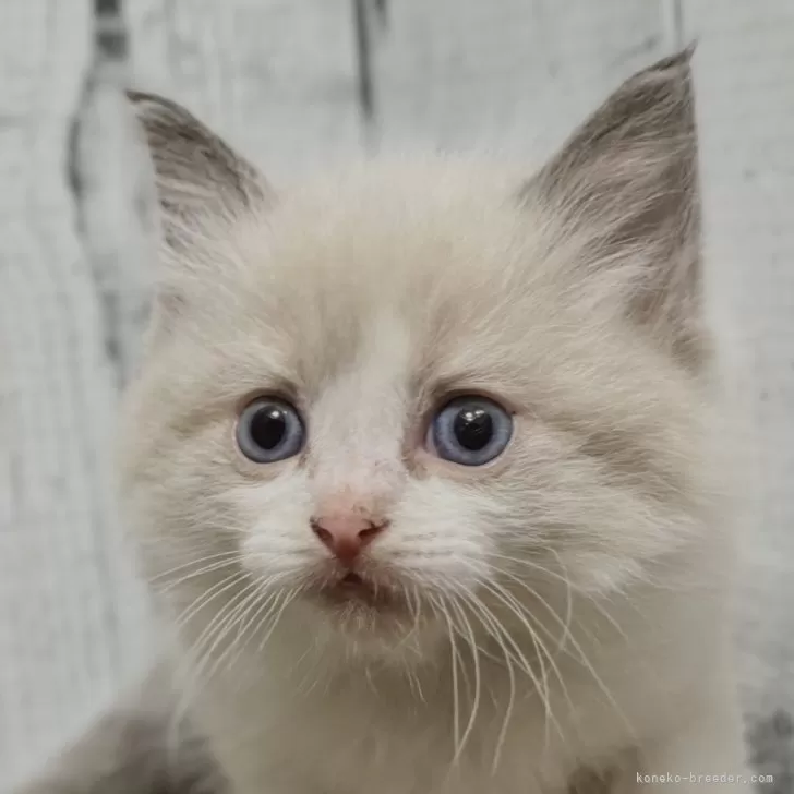 ID：2504-00489の子猫