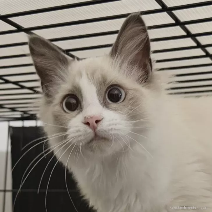 ラグドール【愛知県・女の子・2025年6月22日・ブルーポイントバイカラー】の写真1「まんまるおめめの美人さんです♡」