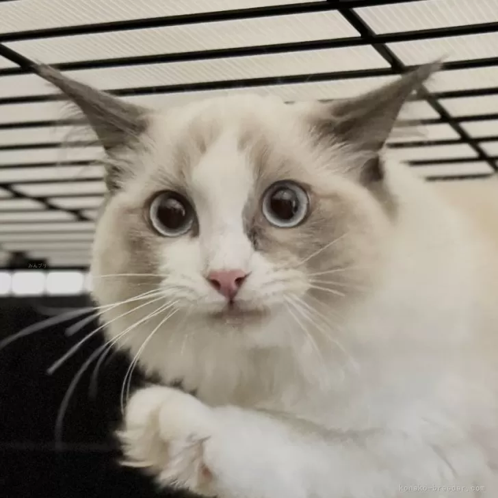 さく 様のお迎えした子猫