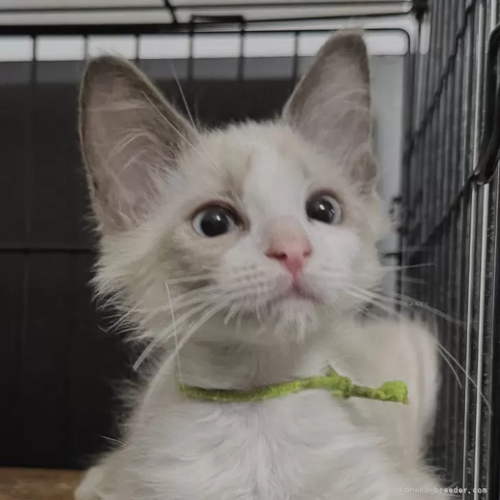 ID：2505-01605の子猫