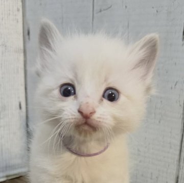 ラグドール【愛知県・男の子・2025年11月18日・ブルーポイントバイカラー（ふわふわ）】の写真「甘え上手な男の子♡」