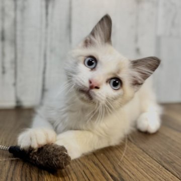 ラグドール【愛知県・男の子・2025年8月14日・ブルーポイントバイカラー（ふわふわ）】の写真「とってもイケメンな男の子⭐︎」