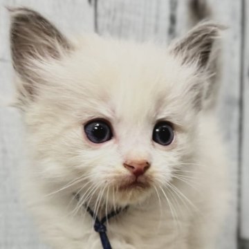 ラグドール【愛知県・男の子・2025年7月2日・ブルーポイントバイカラー（ふわふわ）】の写真「すでにイケメンな男の子♩」