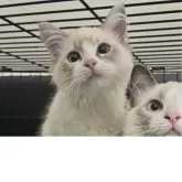 ラグドール【愛知県・女の子・2025年2月12日・ブルーポイントバイカラー】の写真2