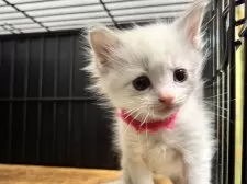 ラグドール【愛知県・女の子・2024年11月23日・ブルーポイントバイカラー】の写真8